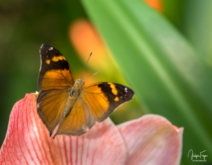 Papillon-feuille